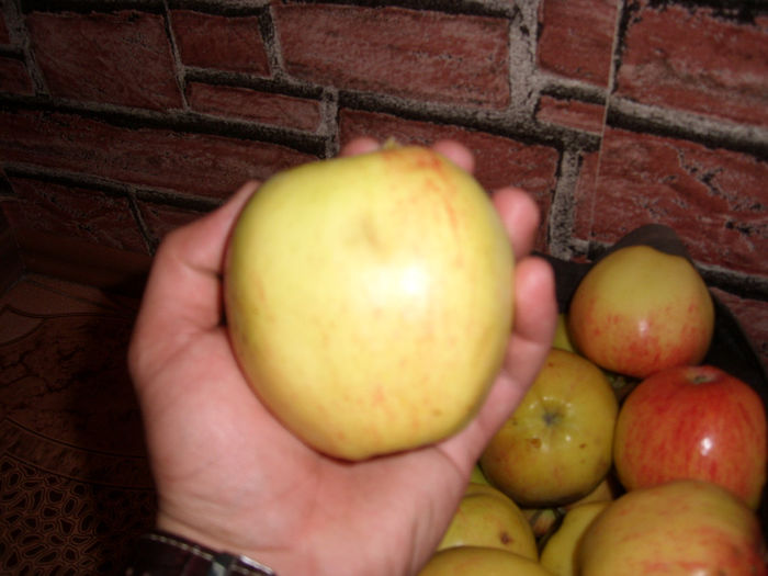 SL276075 - pomi altoiti si fructe