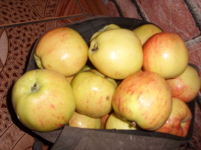 SL276076 - pomi altoiti si fructe