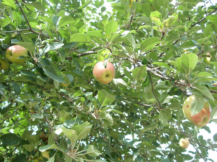 SL276096 - pomi altoiti si fructe