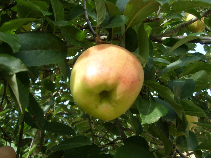 SL276097 - pomi altoiti si fructe