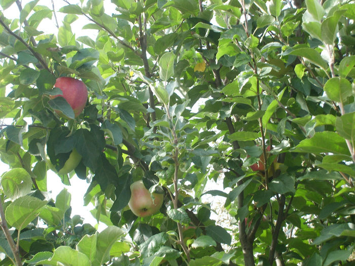 SL276098 - pomi altoiti si fructe