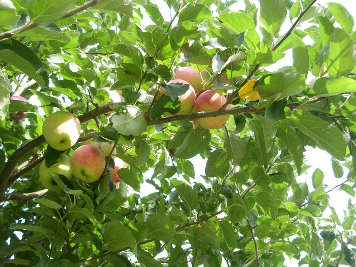 SL276101 - pomi altoiti si fructe