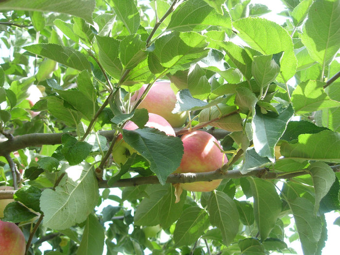 SL276102 - pomi altoiti si fructe