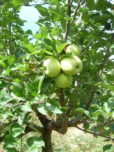 SL276103 - pomi altoiti si fructe