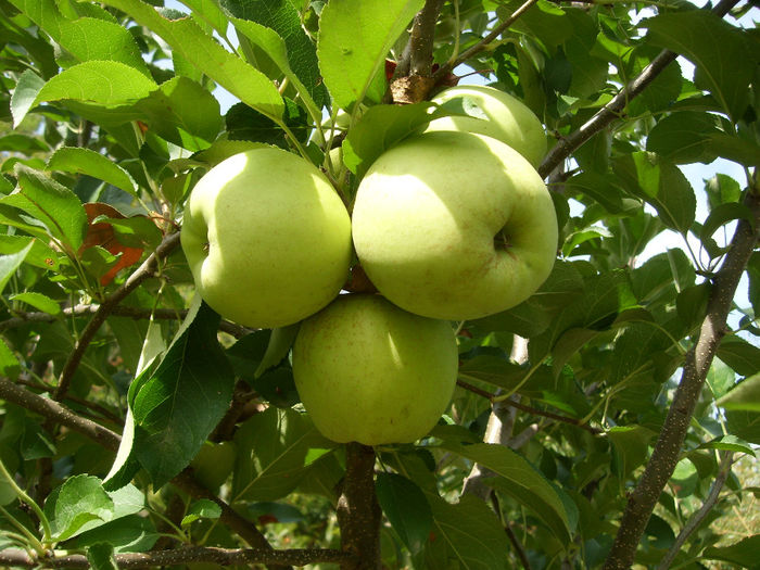 SL276104 - pomi altoiti si fructe