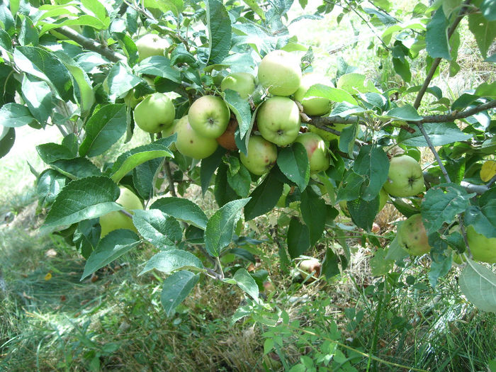 SL276105 - pomi altoiti si fructe