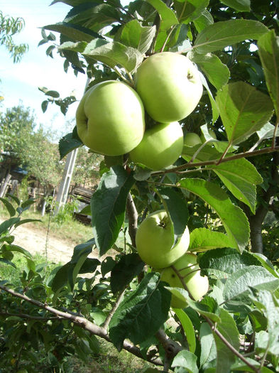 SL276106 - pomi altoiti si fructe