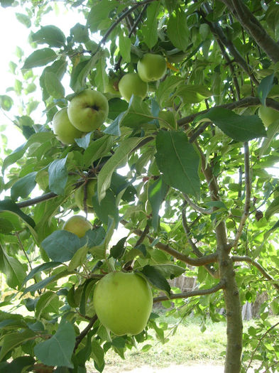 SL276107 - pomi altoiti si fructe