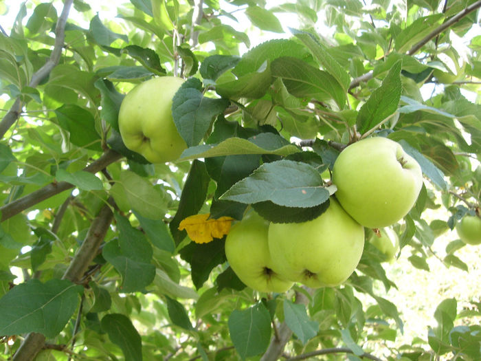 SL276109 - pomi altoiti si fructe