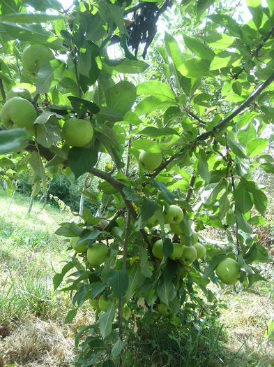 SL276111 - pomi altoiti si fructe