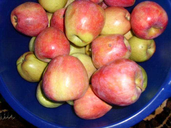 SL276260 - pomi altoiti si fructe