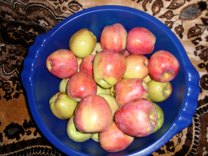 SL276261 - pomi altoiti si fructe