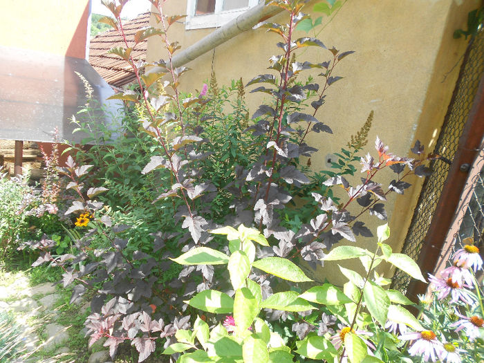 323 - Flori 2013