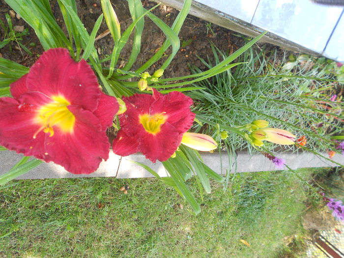 357 - Flori 2013