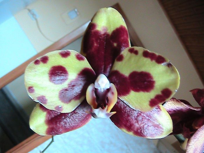 phale arlechin galben 2013.08.25