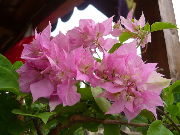 vara afara - bouga Pagoda Pink