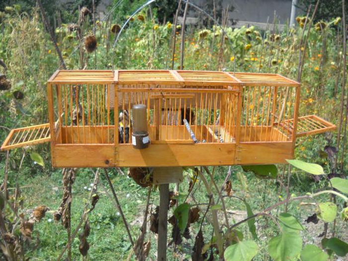 facuta din betigase de frigarui - Sticletii mei si pui arhiva