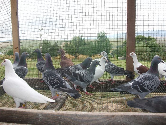 DSCF6010 - porumbei 2013