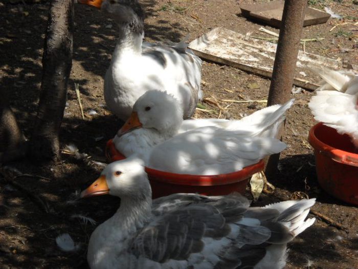 cine imi poate spune daca am vreo gasca aici - achizitie boboci de gasca