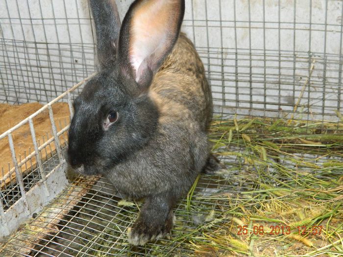 femela belgian gri fier pui