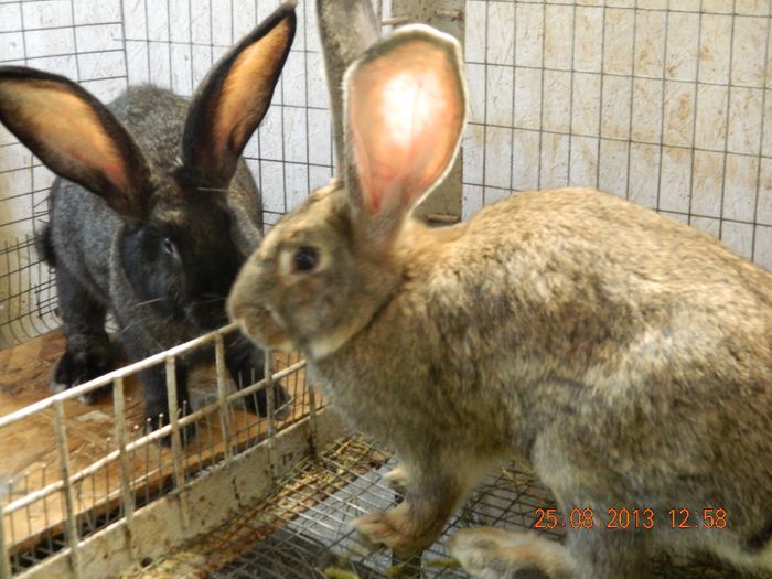 femela belgian gri fier pui