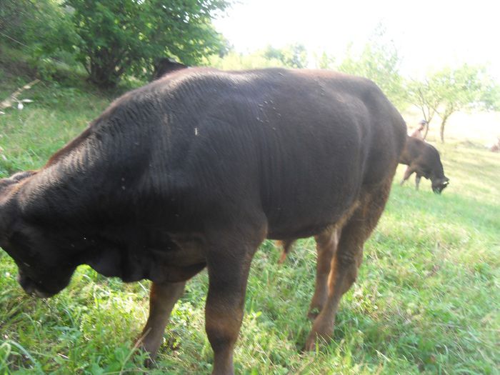 vitel 020 - Vitel de vanzare200kg 25-08-2013 vandut