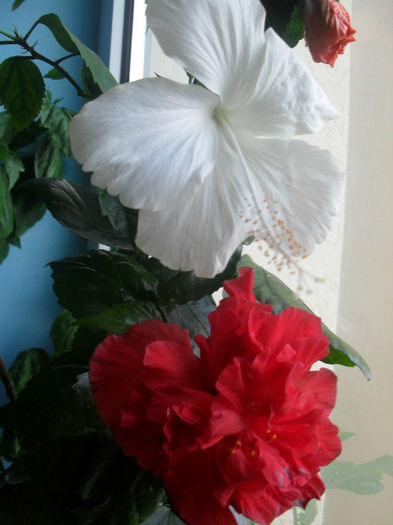 SDC10616 - HIBISCUS 2013