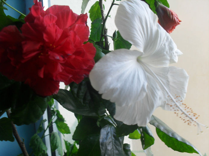 SDC10617 - HIBISCUS 2013