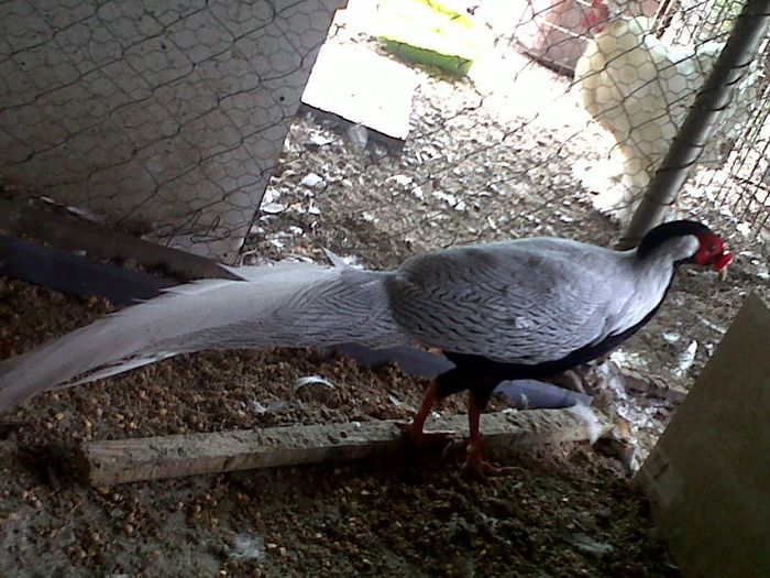 IMG00859-20130825-1443