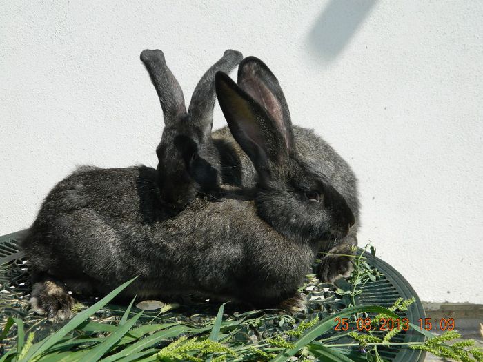 pui belgian gri fier  2femele