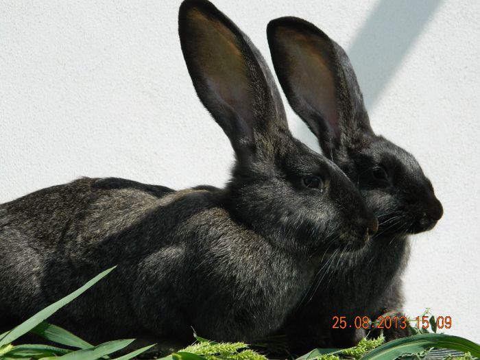 pui belgian gri fier  2femele