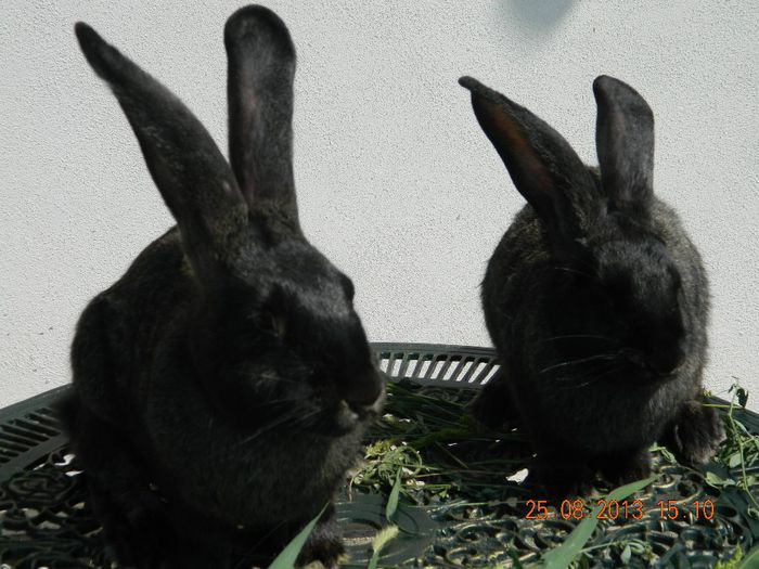 pui belgian gri fier  2femele