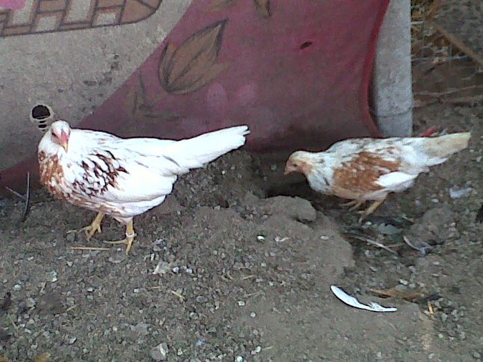 IMG00870-20130825-1445