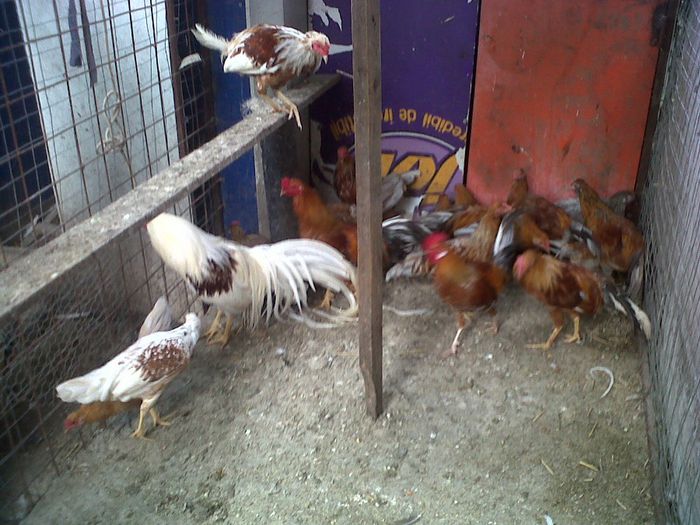 IMG00845-20130825-1439