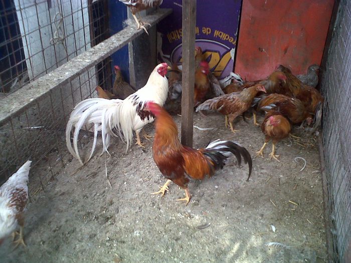 IMG00846-20130825-1439