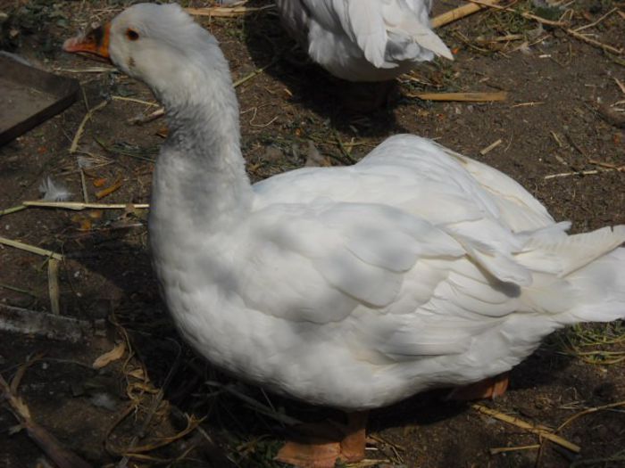 identificare2 - achizitie boboci de gasca