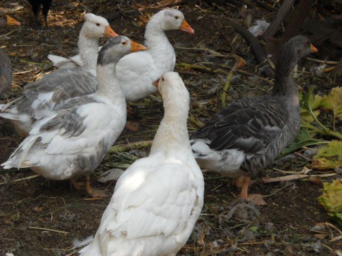 identificare4 - achizitie boboci de gasca