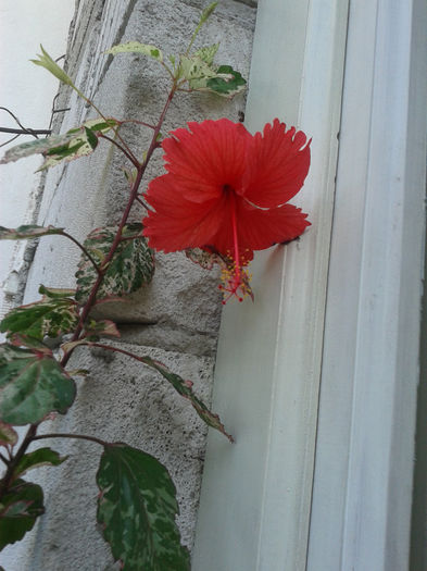 20130816_181236 - hibiscus 2013