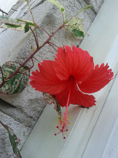 20130816_181300 - hibiscus 2013