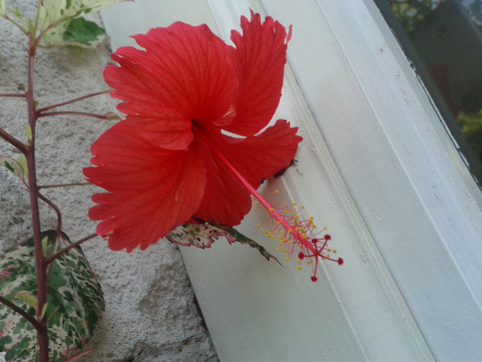 20130816_181308 - hibiscus 2013