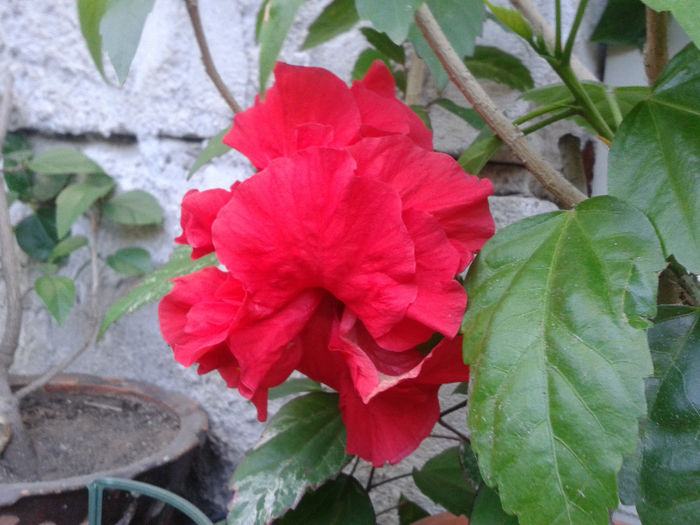 20130816_181322 - hibiscus 2013