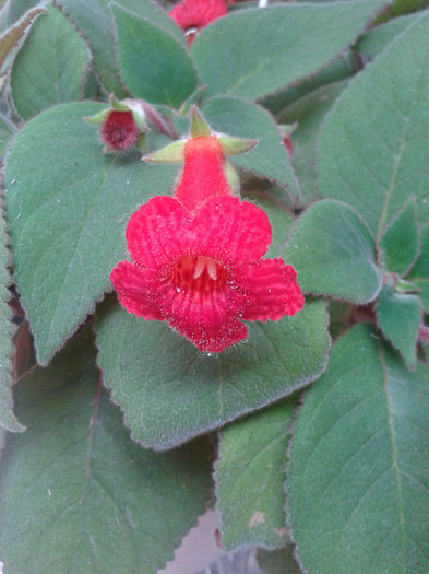 20130825_150629 - kohleria 2013