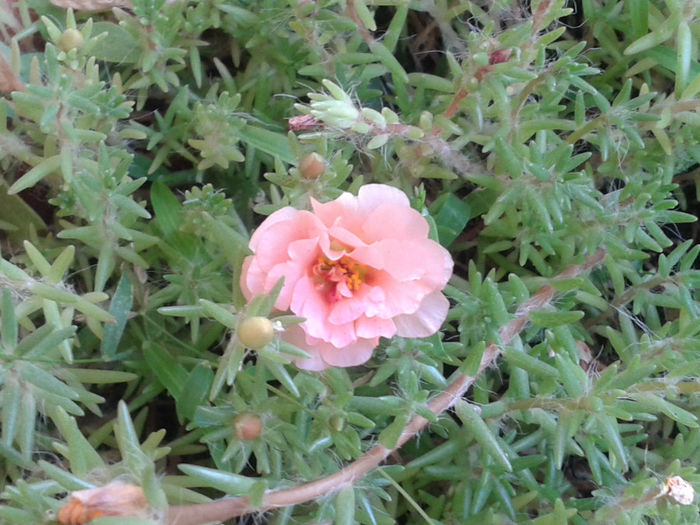 20130816_181541 - Floarea de piatra - Portulaca grandiflora