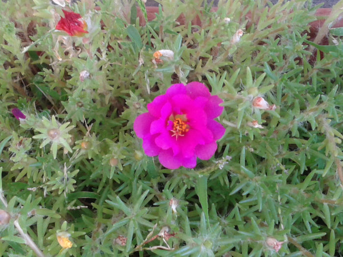 20130816_181515 - Floarea de piatra - Portulaca grandiflora