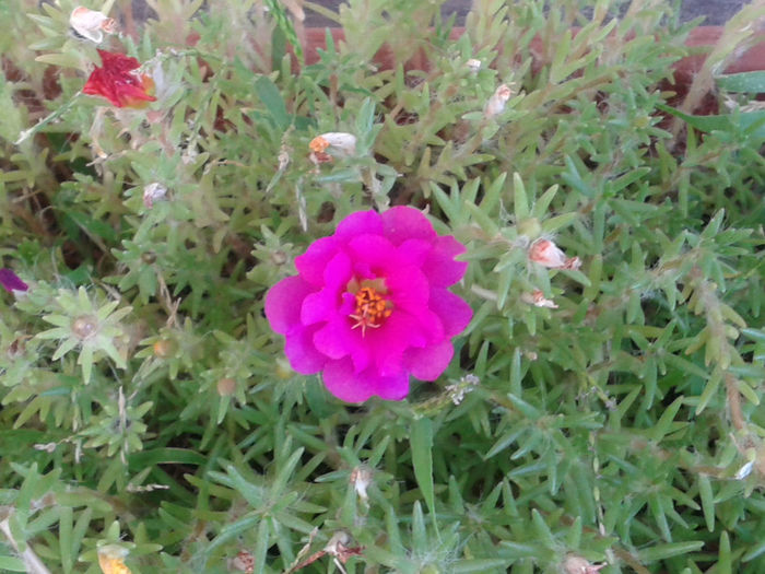 20130816_181518 - Floarea de piatra - Portulaca grandiflora