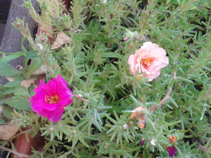 20130816_181530 - Floarea de piatra - Portulaca grandiflora