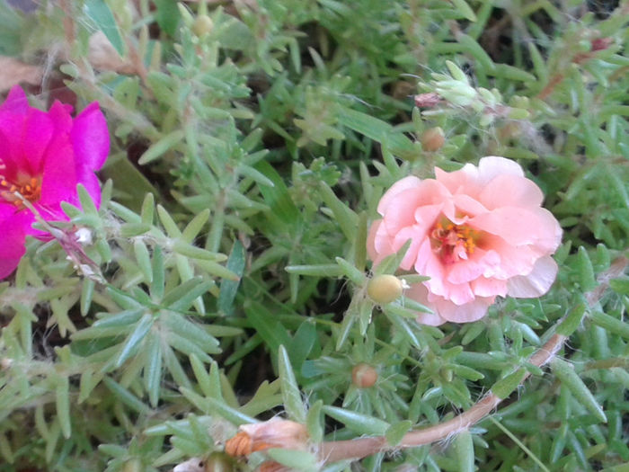 20130816_181536 - Floarea de piatra - Portulaca grandiflora
