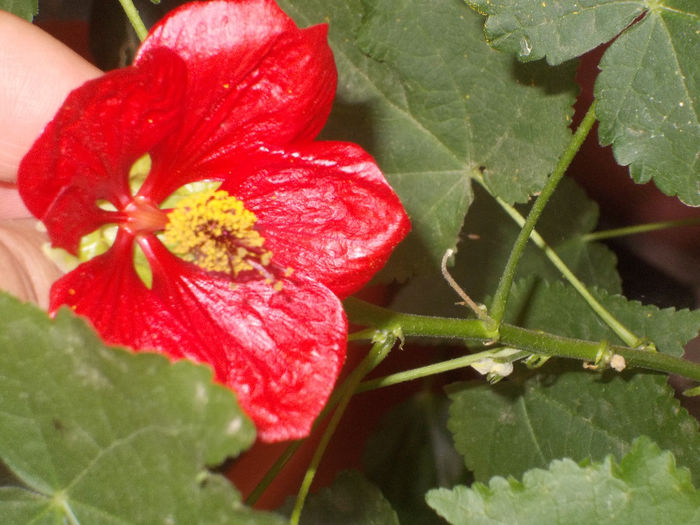 DSCN0009_5461 - Florile mele