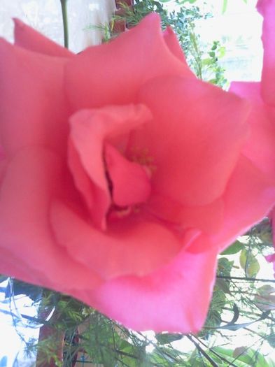 Fotografie3457; trandafir din statiune
