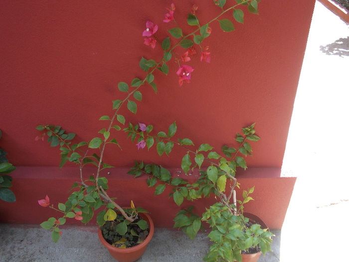DSCN0010_5462 - Florile mele